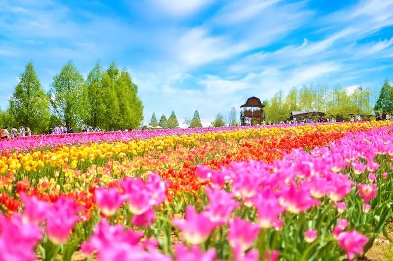 🌷 세라 고원 농장(세라코겐노조) 이미지 13